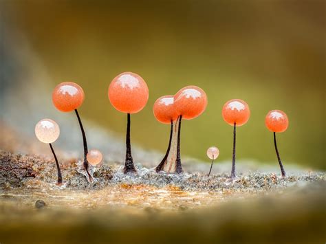 Macro Photos By Barry Webb Highlight The Spectacular Diversity Of Slime