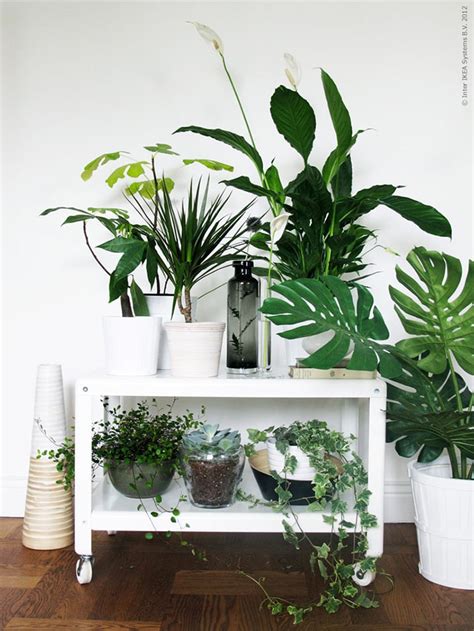 9 Gorgeous Ways To Decorate With Plants Melyssa Griffin