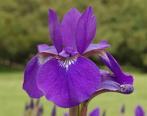 Filesiberian Iris Iris Sibirica Flower Closeup 2520px