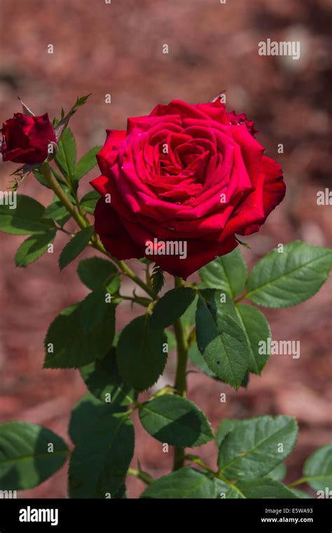 Bright Red Rose In A Garden With S Long Stem And Green Leaves Under Sun