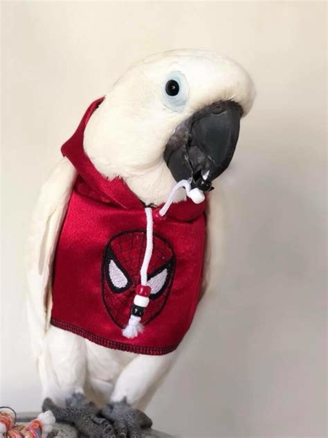 Pet Bird Parrot Spider Hoodie All Sizes Available Petite Etsy