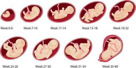 Pregnancy Calendar Week 5 Ten Free Printable Calendar 2023 2024
