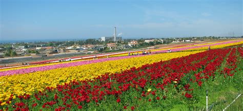 The Bell Curve Of Life Carlsbad Flower Fields