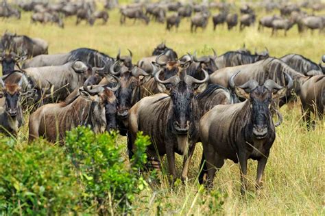 Wildebeest Migration Famous Tours And Safaris