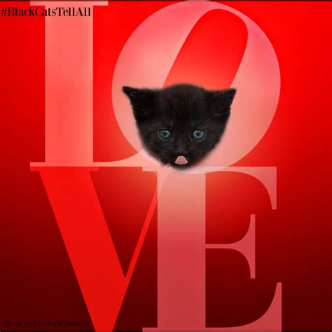 Love Black Cat Valentine Cat Wisdom 101