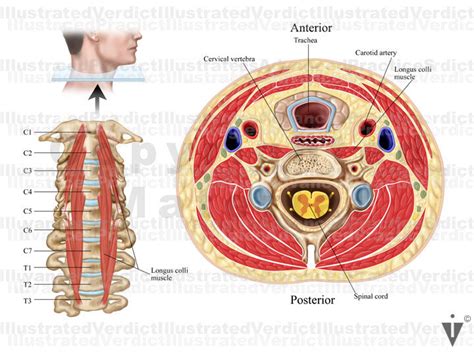 Cervical Spinal Cord Cross Section