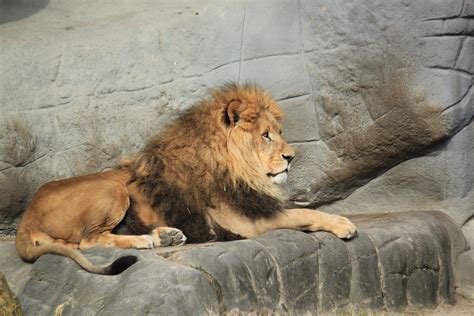 We are the most hated, feared and lied about by circuses, backyard breeders, roadside zoos, cub petting pimps. Photos De Gros Chats