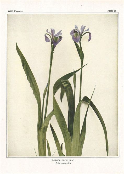 Iris Antique Botanical Wildflower Art Print Decor For Herbalist