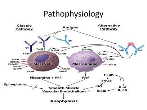 Read about anaphylaxis and how it differs from an allergic reaction. Anaphylaxis Pathophysiology - 151 Anaphylaxis With Dr ...