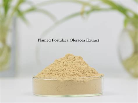 Best Portulaca Oleracea Extract Manufacturer With Lower Price Plamed