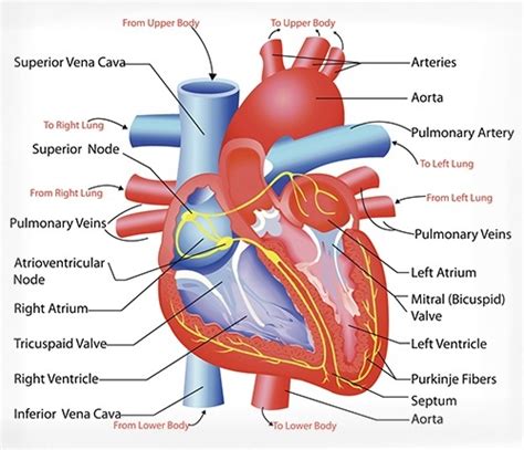 Lucidchart is your circuit design software for drawing pictorial and schematic circuit diagrams. Cardiovascular System Diagram