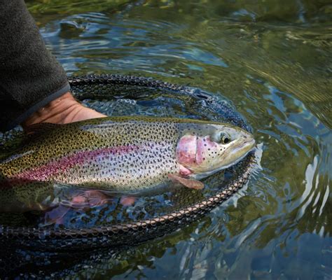 Best Bait For Rainbow Trout In Ponds Fishing Fanatiks