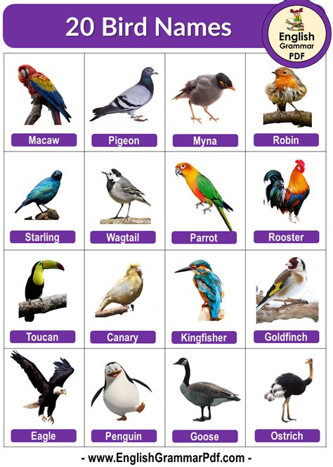 20 Birds Name Birds Name List Do You Know The Names Of The Birds That