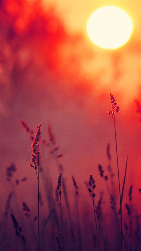 Dreamy Lavender In Sunset Iphone Wallpapers Free Download