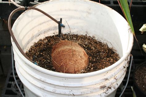 Practical Biology Science For Everyone Growing A Coconut Tree