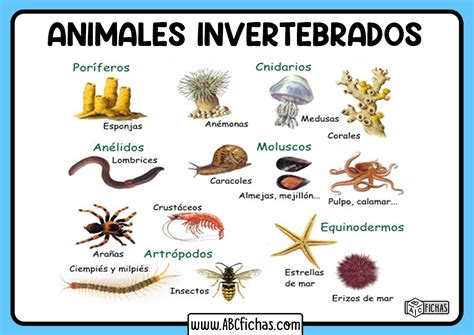 Animales Invertebrados Que Son Informacion Nombres Y Caracteristicas Images