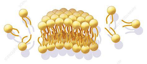 Cell Membrane Illustration Stock Image C0152486 Science Photo