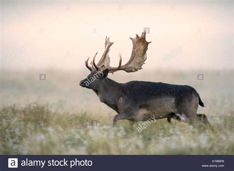 Black Buck Deer High Resolution Stock Photography And Images Alamy