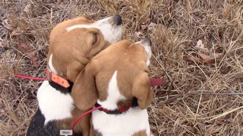 Rabbit Hunting With Beagles 11820 Youtube