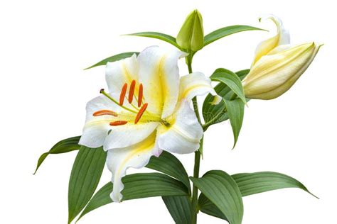 Large Flower Of A White Lily With A Bud Hybrid Isolated On White