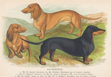 Dachshund Antique Prints Pictures And Art