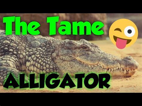 Or maybe you're a dad yourself, looking to beef up your joke repertoire. Jokes That Will Make You Laugh So Hard---The Tame ...