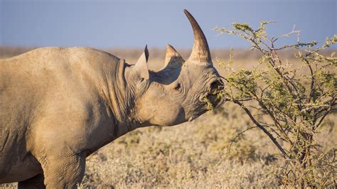 Efforts To Protect Rhinos Paid Off In This African Country Twibnews