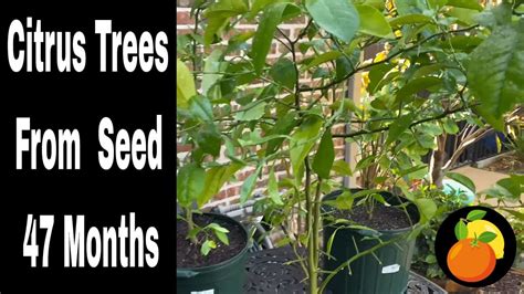 Growing Citrus Trees Lemon And Orange From Seed 47 Months Youtube