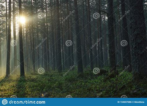 Dark Pine Forest Illuminated By Bright Sunshine Rays Stock Photo
