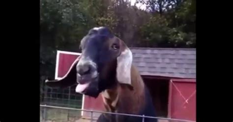 Hilarious Goats Compilation Video Boomsbeat
