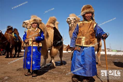 Bactrian Camels Grand Parade Festival Of A Thousand Camels Bulgan