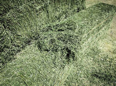 Premium Alfalfa Hay For Sale — Conway Feed And Supply