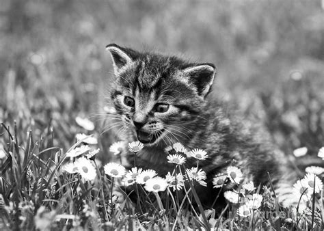 Kitten With Daisy S Photograph By Jesse Watrous Fine Art America