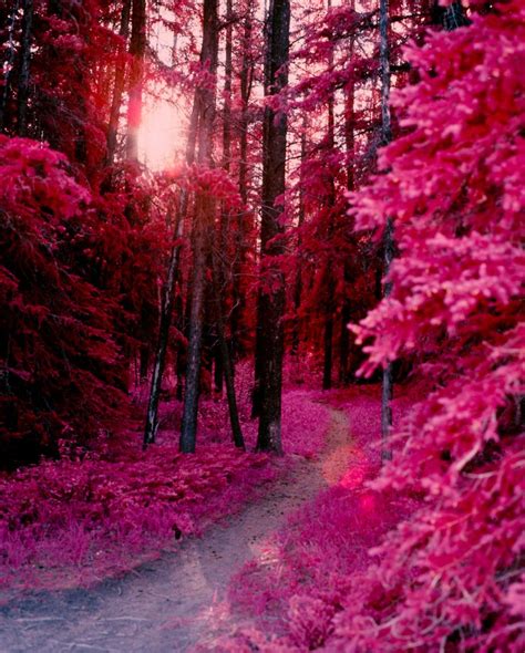 Photography Beautiful Nature Beautiful Places Pink Forest
