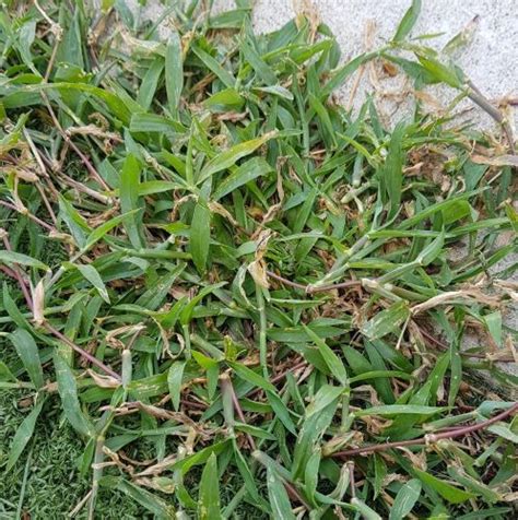 How To Get Rid Of Summer Grass In Your Lawn Myhometurf
