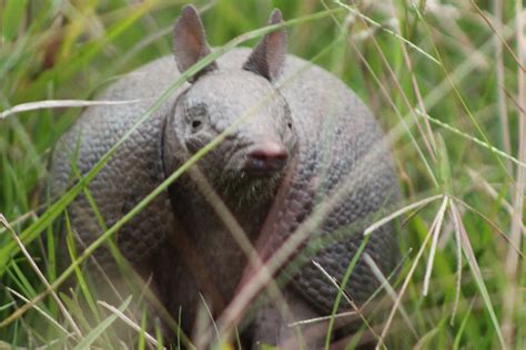 Filesouthern Long Nosed Armadillo Wikimedia Commons