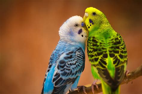 Wallpaper Id 606556 Birds 1080p Love Couple Parrots Free Download