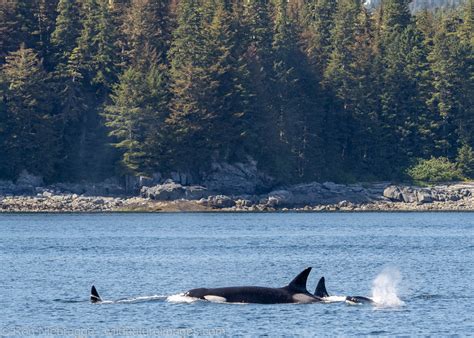 Orca Tongass National Forest Alaska Photos By Ron Niebrugge