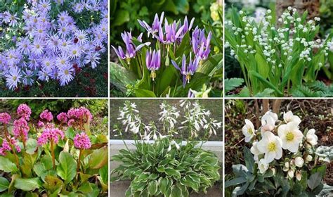 11 Plantas De Flores Ideales Para Cultivar A La Sombra Eco Jardín Mágico