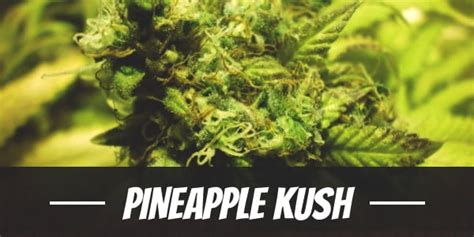 Pineapple Kush Cannabis Strain Information And Review