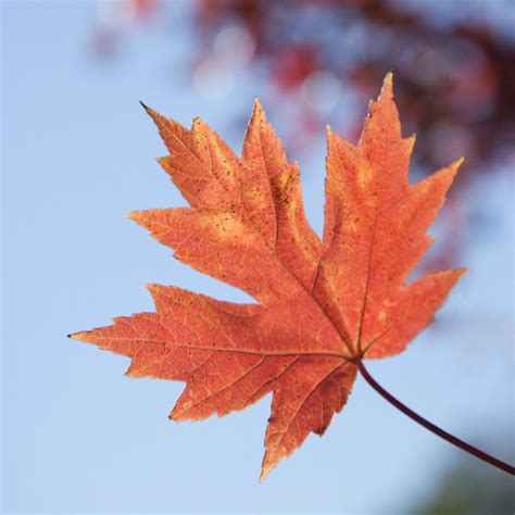 ᐈ Red Maple Tree Stock Pictures Royalty Free Red Maple Leaf Images