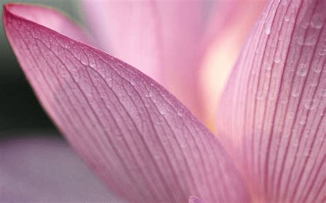 Lotus Flower Pure Close Up Ipad Wallpapers Free Download