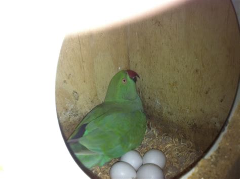 Parrot Breeding Nesting Activity Indian Ringnecked Parrot