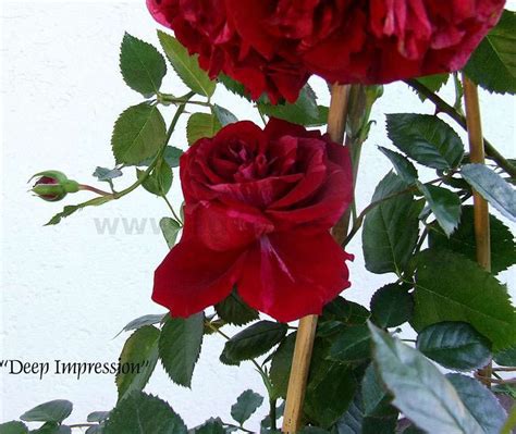 Buy Deep Impression Floribunda Rose Agel Rosen