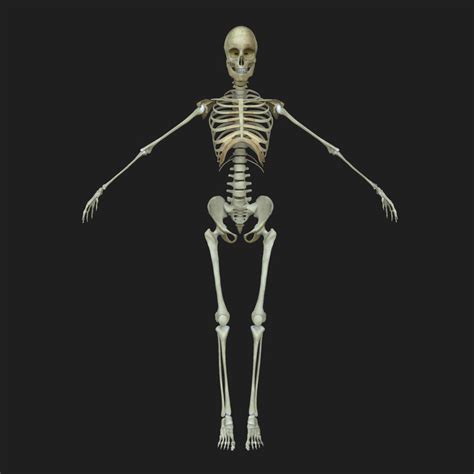 Human Skeleton 3d Model Female