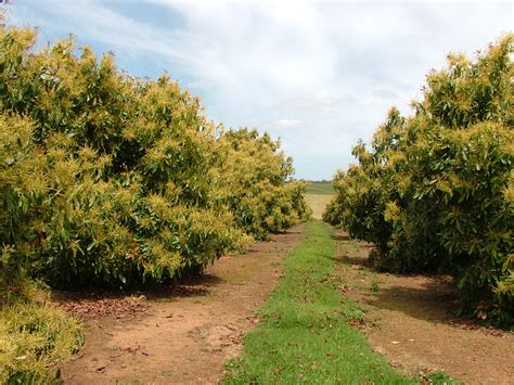 Challenges Growing Hass Avocado In Cool Regions Agriculture And Food