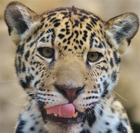 Facial Close Up Of A Young Jaguar Panthera Onca Jaguar Animal