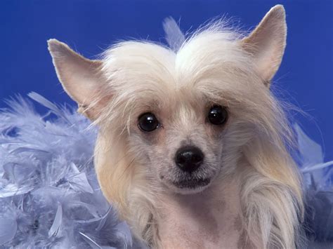 Chinese Crested Dogs Wallpaper 13073757 Fanpop