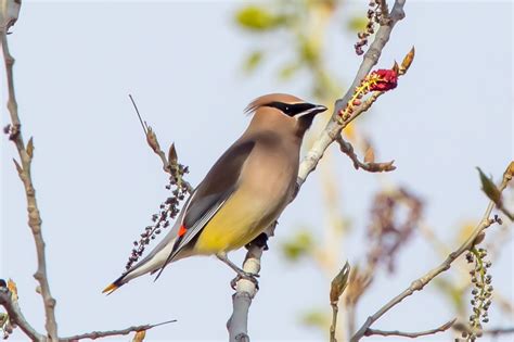 10 Majestic Birds Of Colorado Common Native Birds In State Of Co