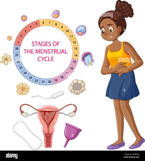 Stages Of The Menstrual Cycle Concept Illustration Stock Vector Image